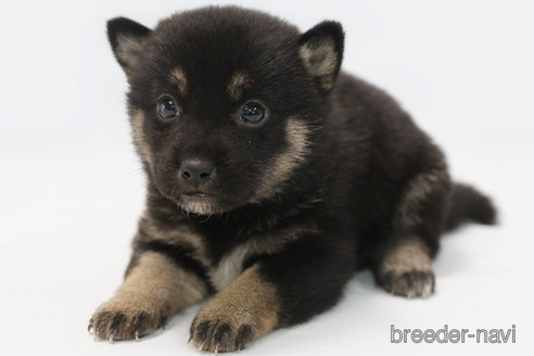 成約済の神奈川県の柴犬-350578の1枚目
